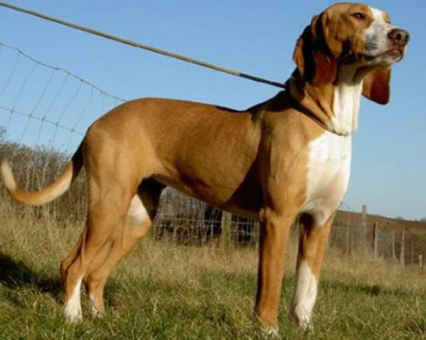 Dog of breed 