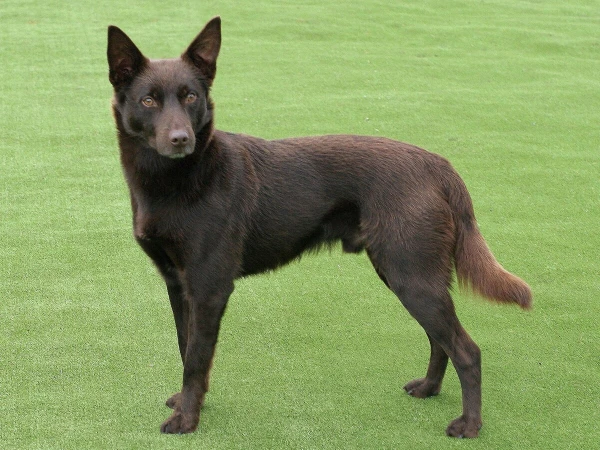 Dog of breed 