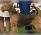 Missing,Airedale Terrier