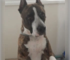 Missing,American Staffordshire Terrier