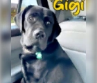 Found Gigi,English Labrador