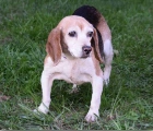 Found adult Male and senior Female beagle pair