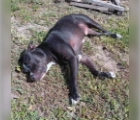 Found Eros,American Pit Bull Terrier