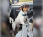 Found,JACK RUSSELL MIX